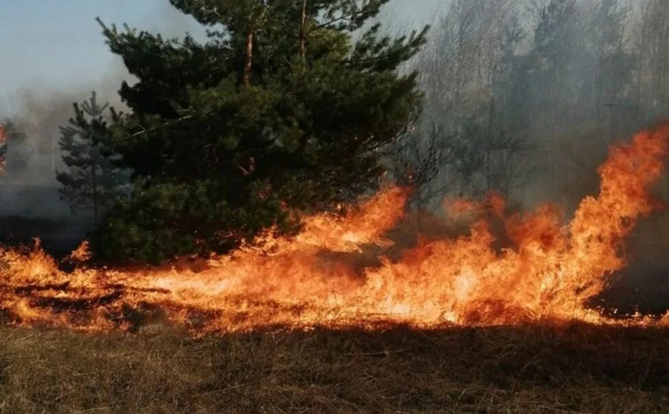 Природные пожары фото Вурнарское лесничество помогло спасателям предотвратить пожар - ГТРК Чувашия