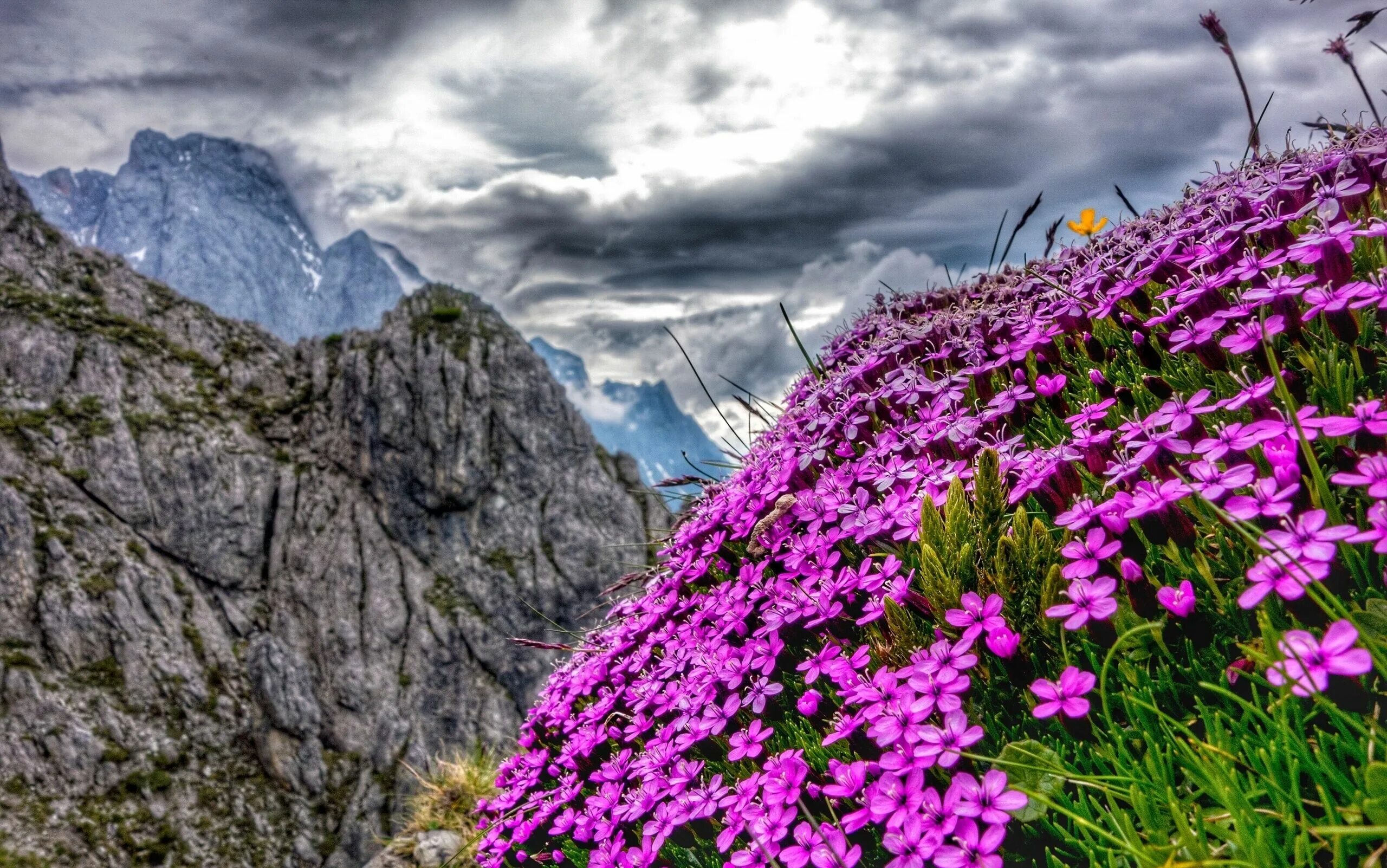 Природные цветы фото Fonds d'ecran Autriche Montagnes Alpes HDR Nature Fleurs Image #450951 Télécharg