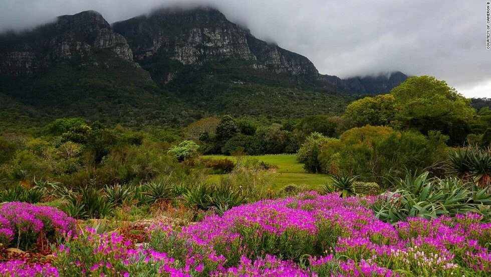 Природные цветы фото The spring flowers that cover South Africa's desert - CNN.com Most beautiful gar