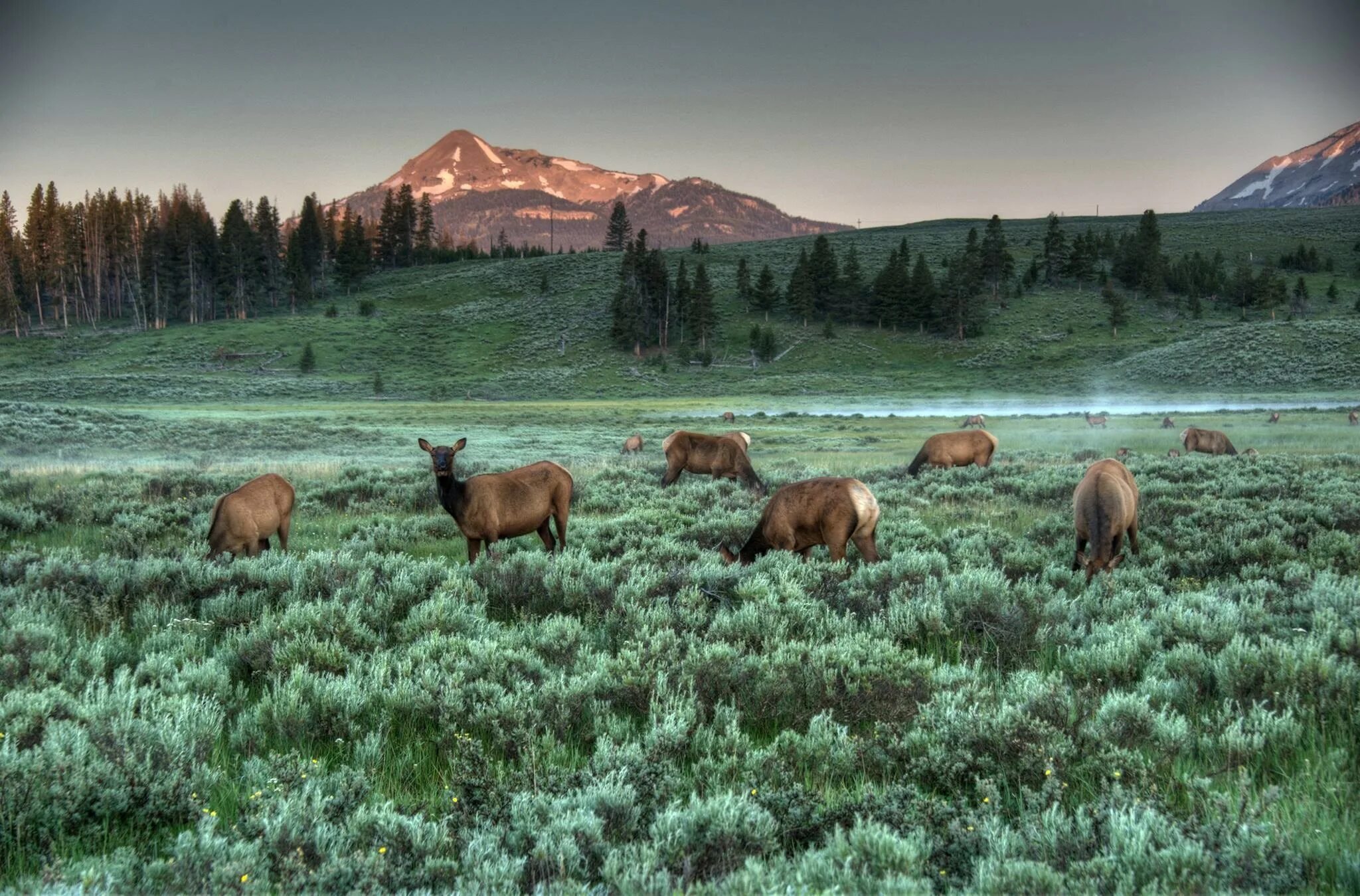 Природные заповедники фото Yellowstone Wallpaper Widescreen (70+ images)