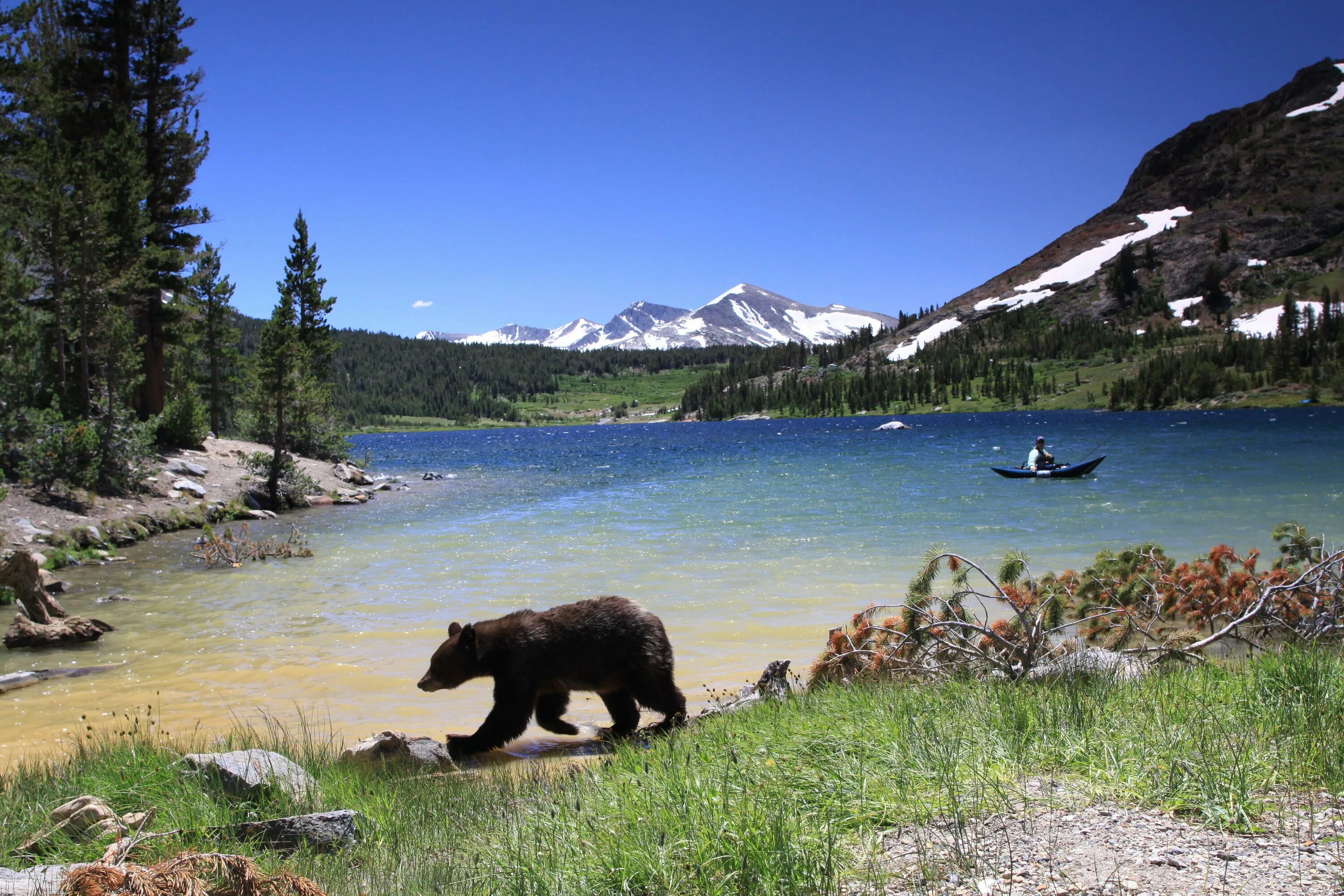 Природные заповедники фото Ours in the usa