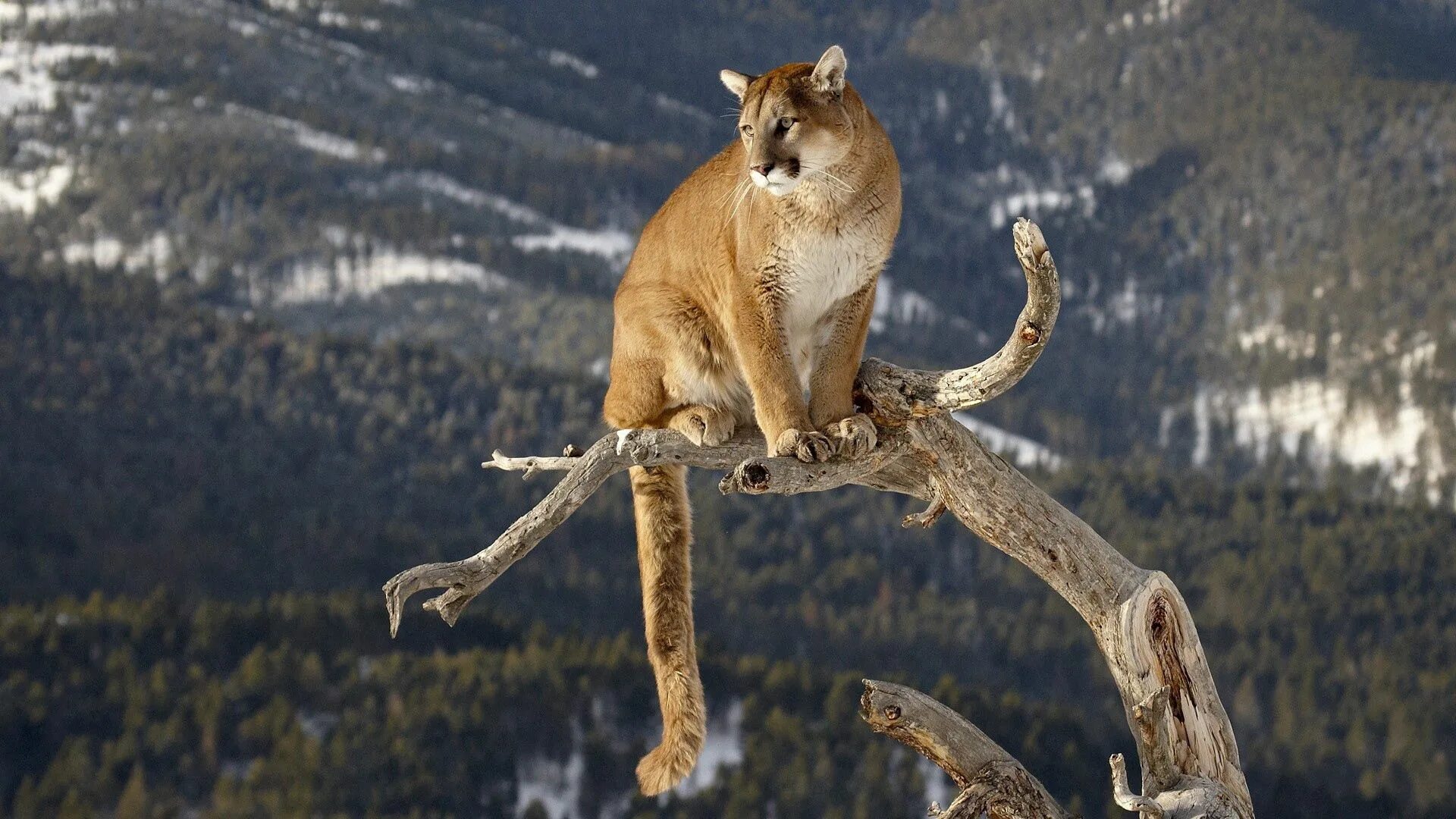 Природные животные фото Download wallpaper 1920x1080 puma, branches, mountains, grass, sitting, big cat 