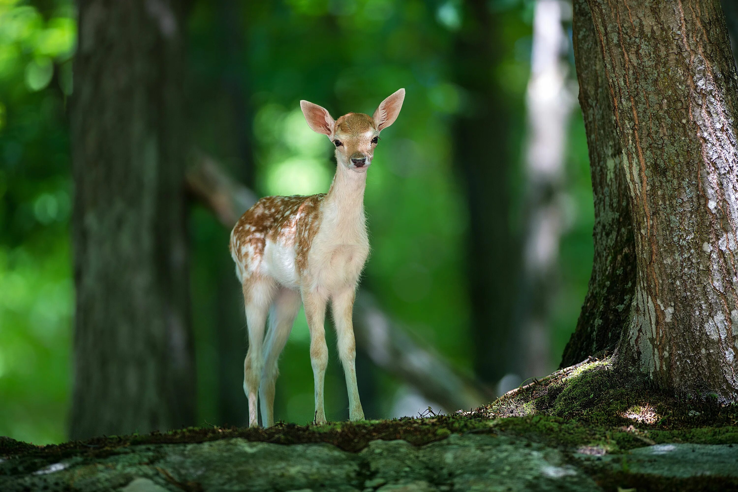 Природные животные фото Pin by Marie Andrée Hébert on Animaux (2) Deer wallpaper, Animals beautiful, Ani