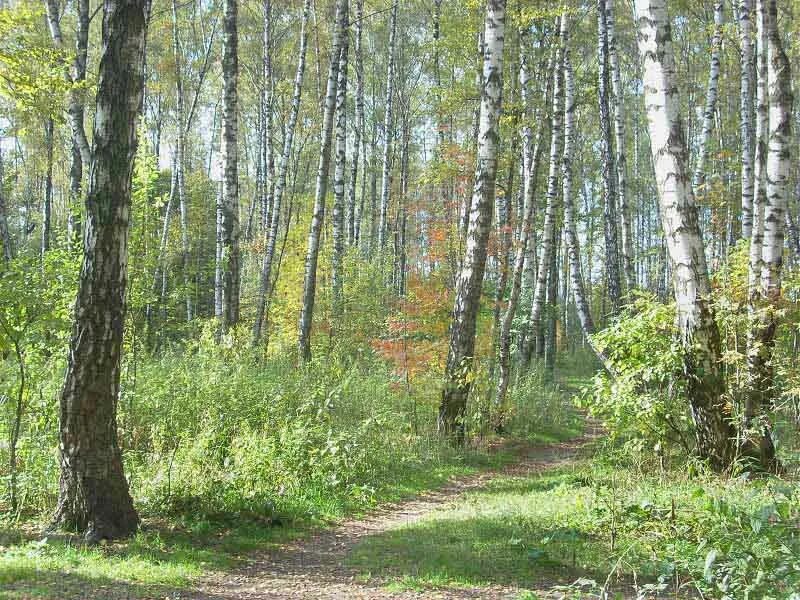 Природный заказник медведковский москва медведковский лесопарк фото Заказник Медведковский на Студеном проезде