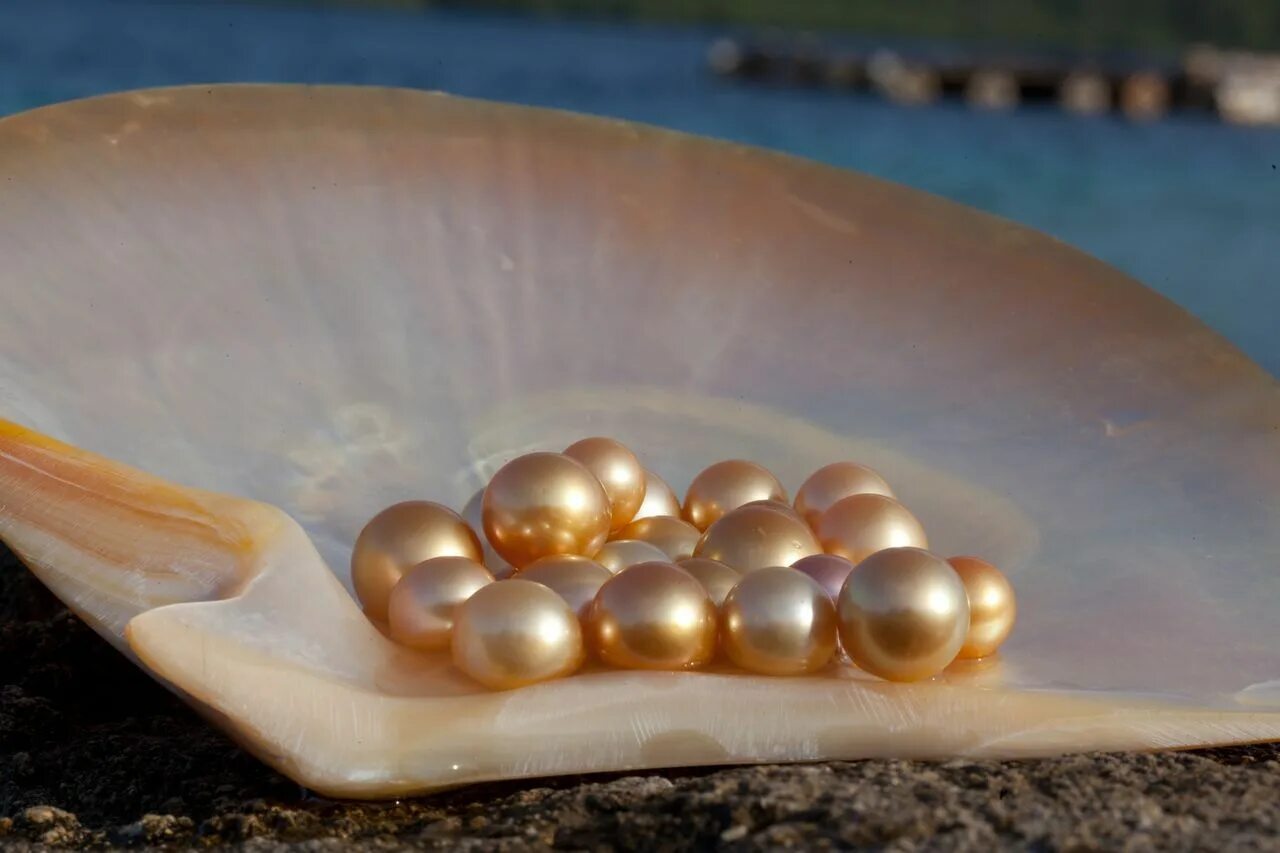 Природный жемчуг фото Flower Island in the Philippines anyone? Golden south sea pearls, Sea pearls, So