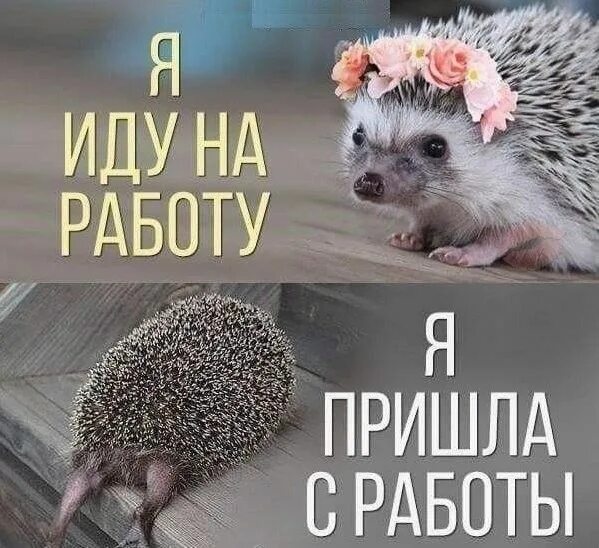 Пришел с работы фото Одноклассники in 2024 Man humor, Funny, Cute animals