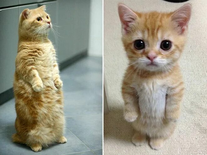 Пришли фото котика Standing Cats Funny Images Funny animal images, Cat stands, Cats