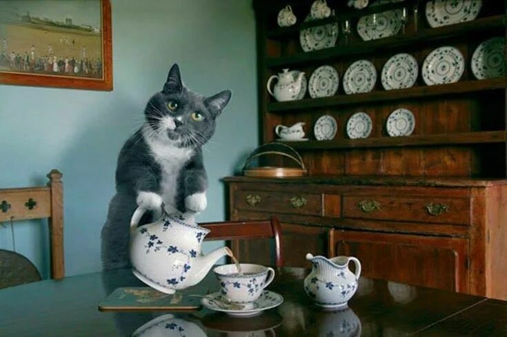 Пришли фото котика description Cats, Cat tea party, Funny cats