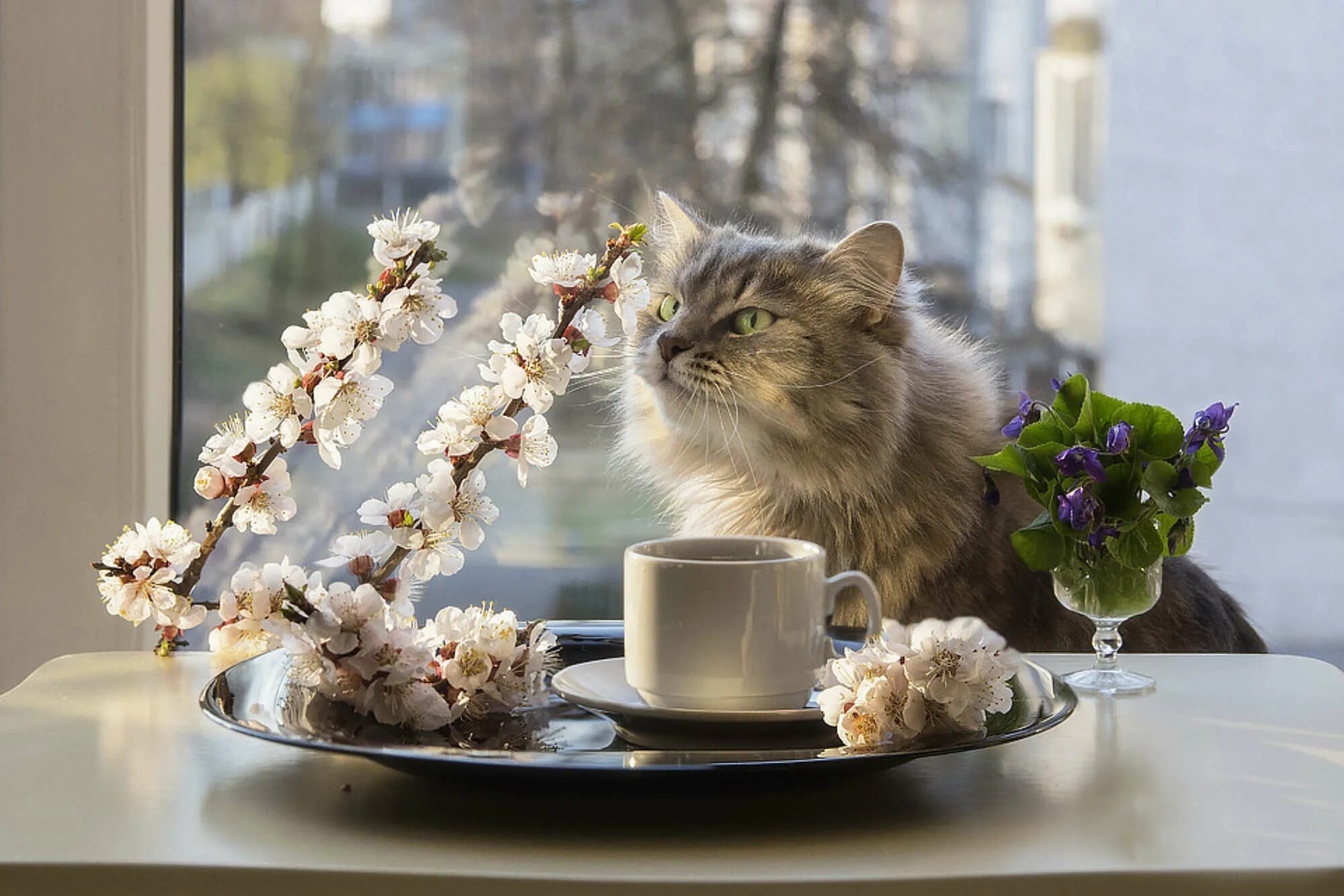 Пришли красивые картинки с добрым утром Photo contest Still lifes with animals - 35AWARDS