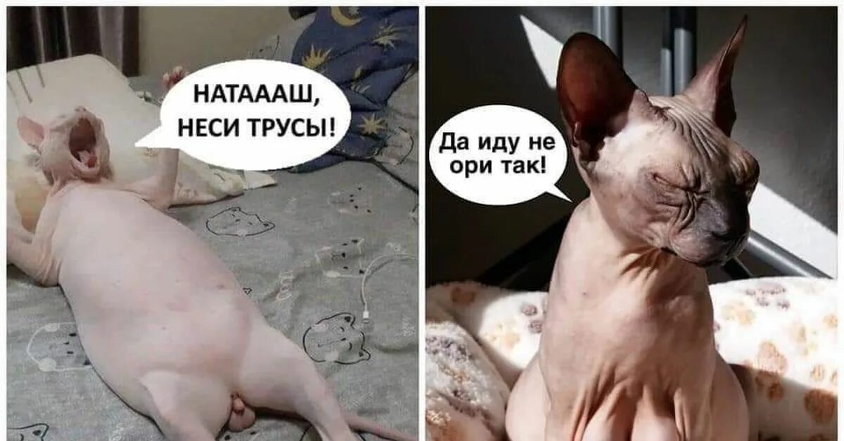 Пришли смешные фото Наташа, неси трусы! Пикабу