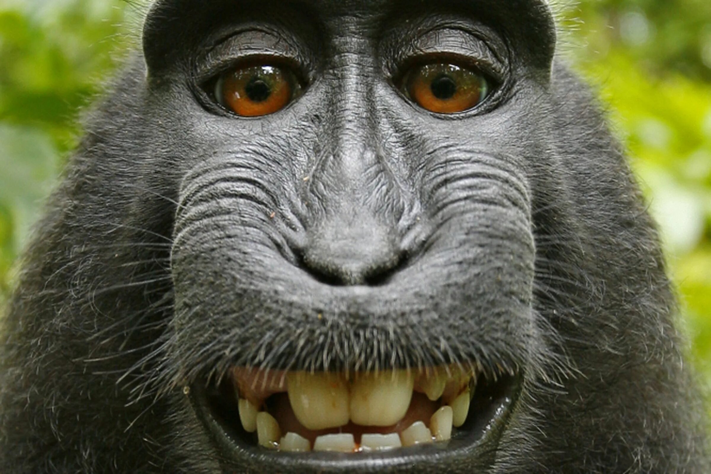 Пришли смешные фото Appeals court blasts PETA for using selfie monkey as 'an unwitting pawn' - The V