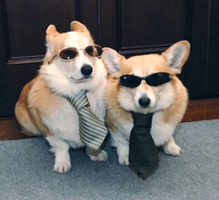 Пришли смешные фото Business doggos #dogs #cute #aww #puppies #doglovers #puppy #dog Funny animals, 