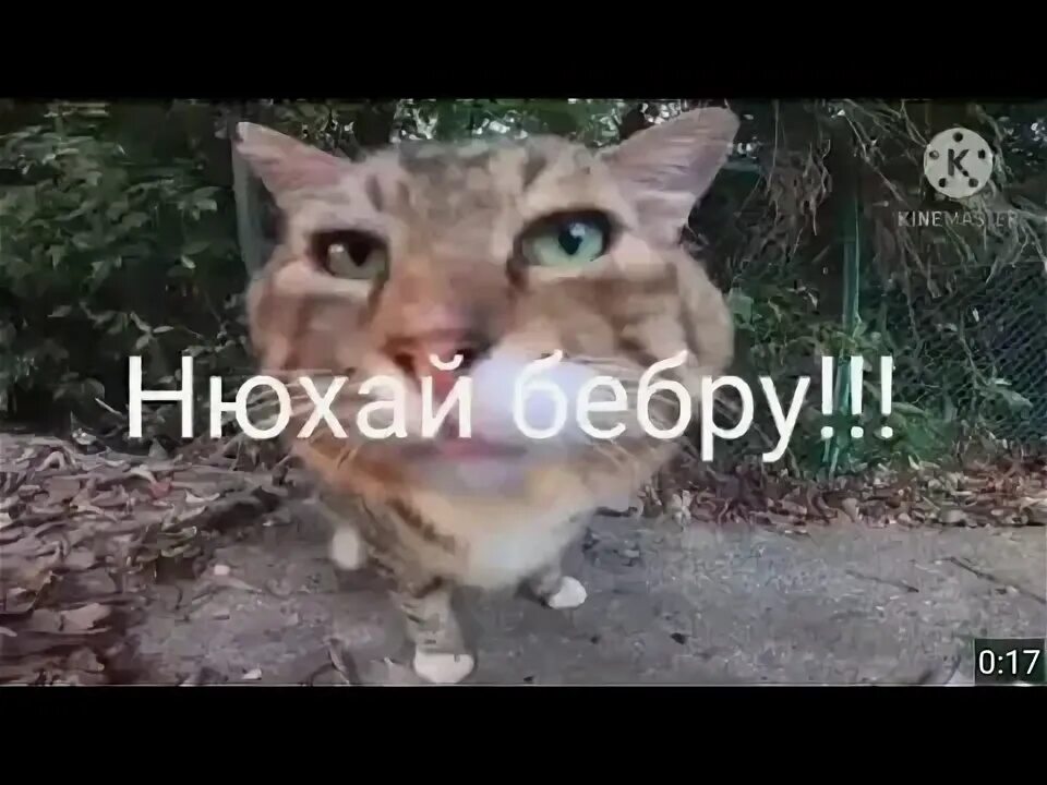 Прислали фото кота Первое видео через KINEMASTER !!! - YouTube