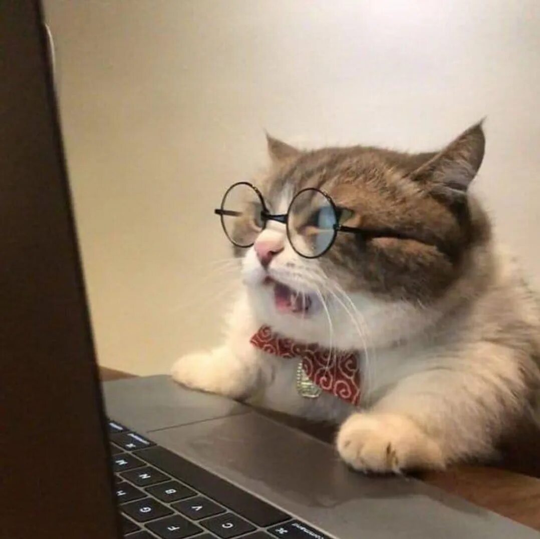 Прислали фото кота Home improvement #glasses cat with glasses, korean glasses, yoongi glasses, sun 