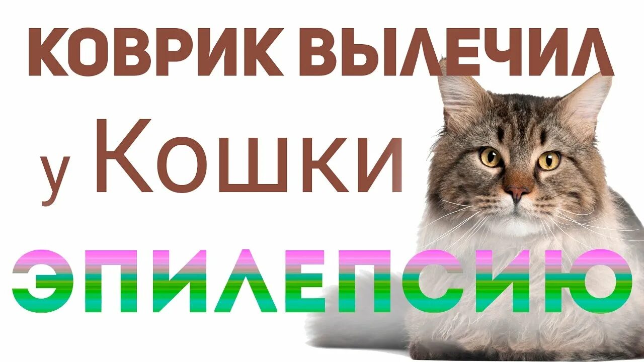 Приступ эпилепсии у кошки как выглядит Использование ковра вылечило эпилепсию у кошки! - YouTube