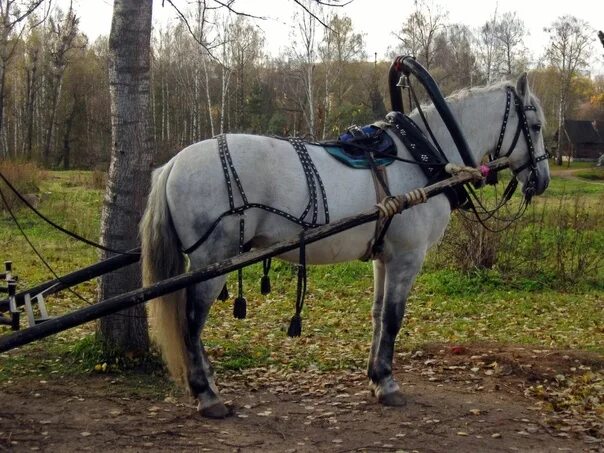 Пристяжная лошадь фото Horse harnesses Horse harness was known to people from ancient times. This is pr