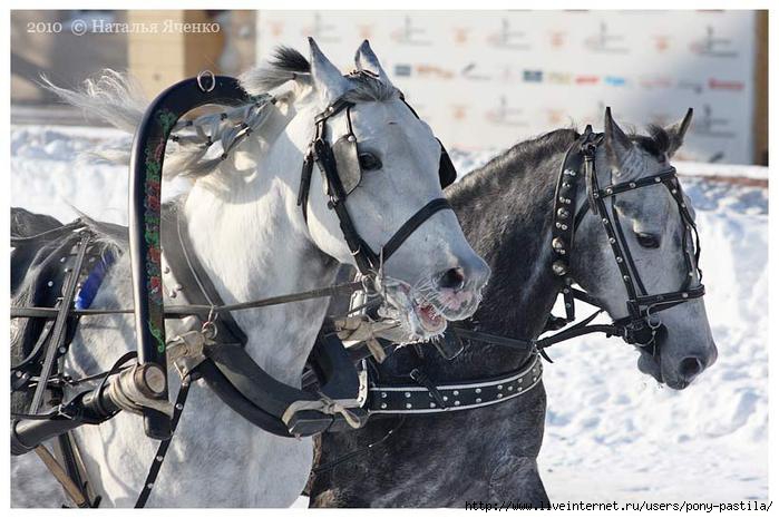 Пристяжная лошадь фото Пристяжная лошадь пристежной воротник - Olphoto.ru