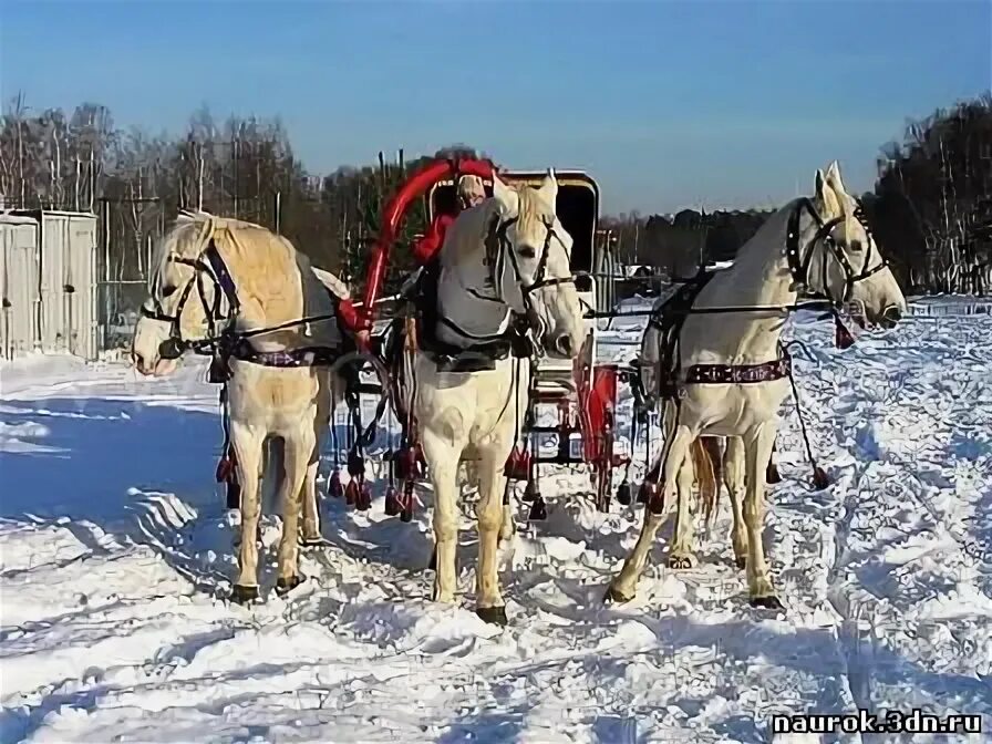 Пристяжная лошадь фото Когда появилась русская тройка? - ОТЕЧЕСТВЕННАЯ ИСТОРИЯ - А ЗНАЕТЕ ЛИ ВЫ? - Ката