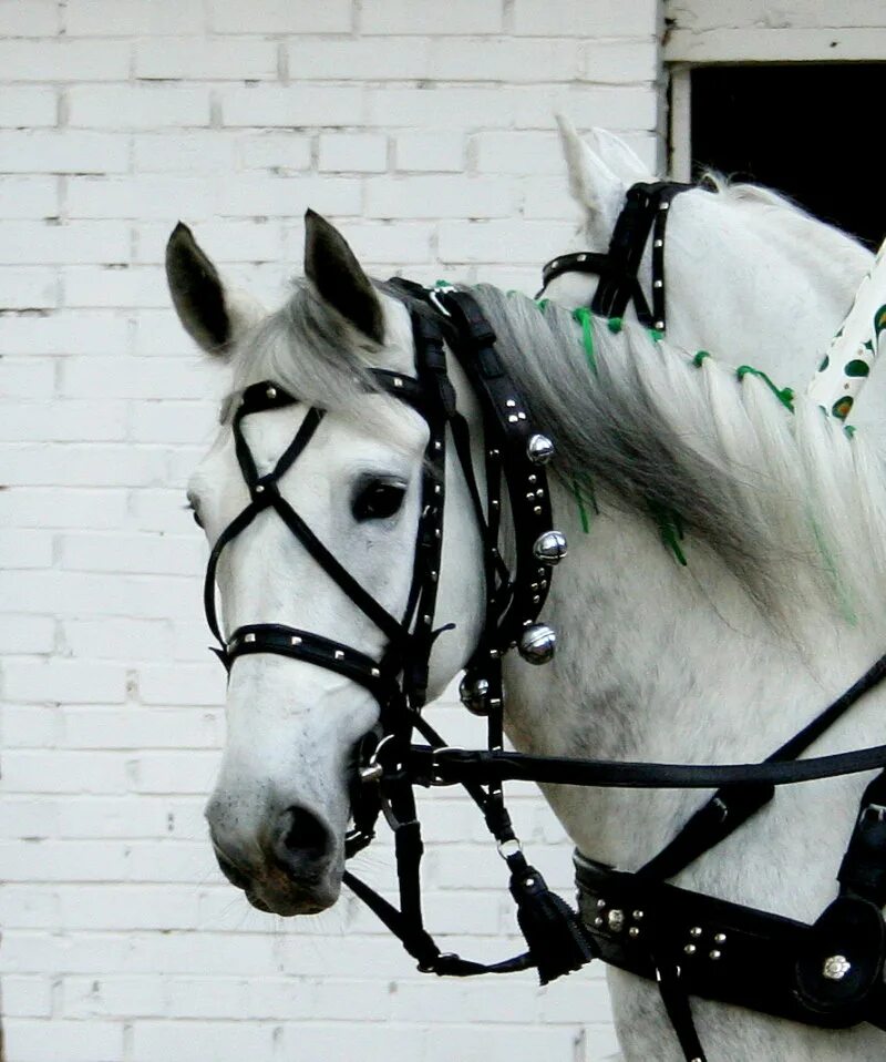 Пристяжная лошадь фото Пристяжка - фотографии - Stef - конники - equestrian.ru