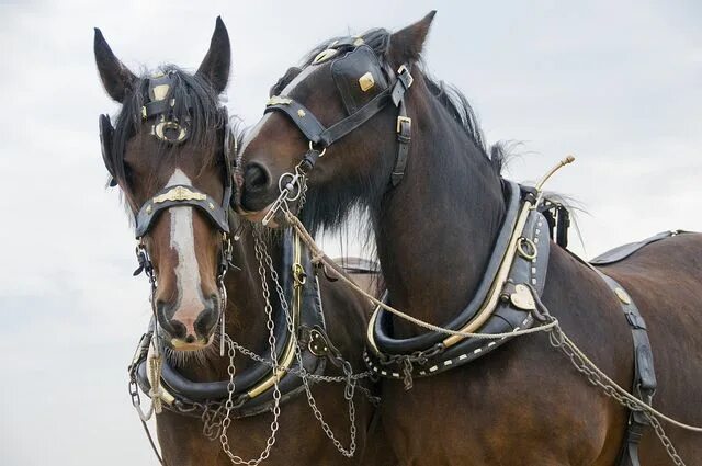 Пристяжная лошадь фото Shire Horses at the Great Dorset Steam Fair Horses, Shire horse, Horse coat colo