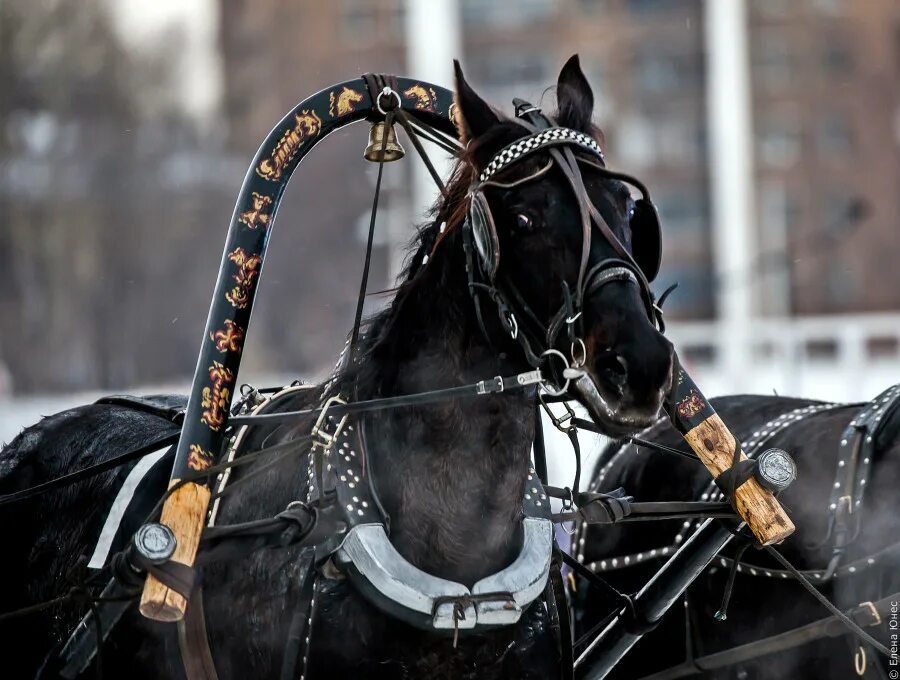 Пристяжная лошадь фото XX Чемпионат России русских троек. "Московская зима": appassionata_lr - ЖЖ