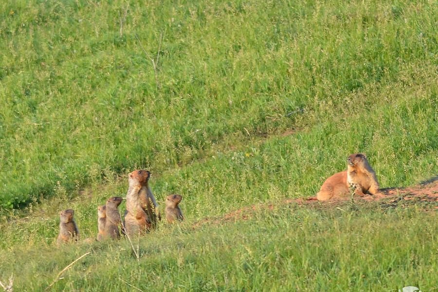 Присурский заповедник фото В Присурском заповеднике сурки ушли в спячку Министерство природных ресурсов и э