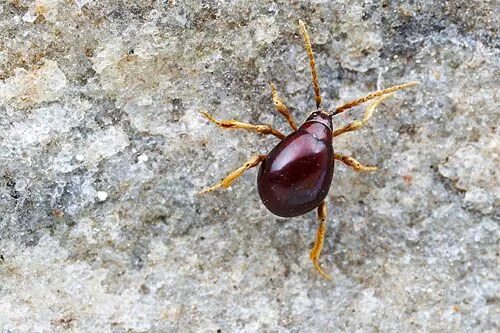 Притворяшка вор жук фото Spider Beetle by myrmecos #Insect #Spider_Beetle (With images) Beetle, Spider, I