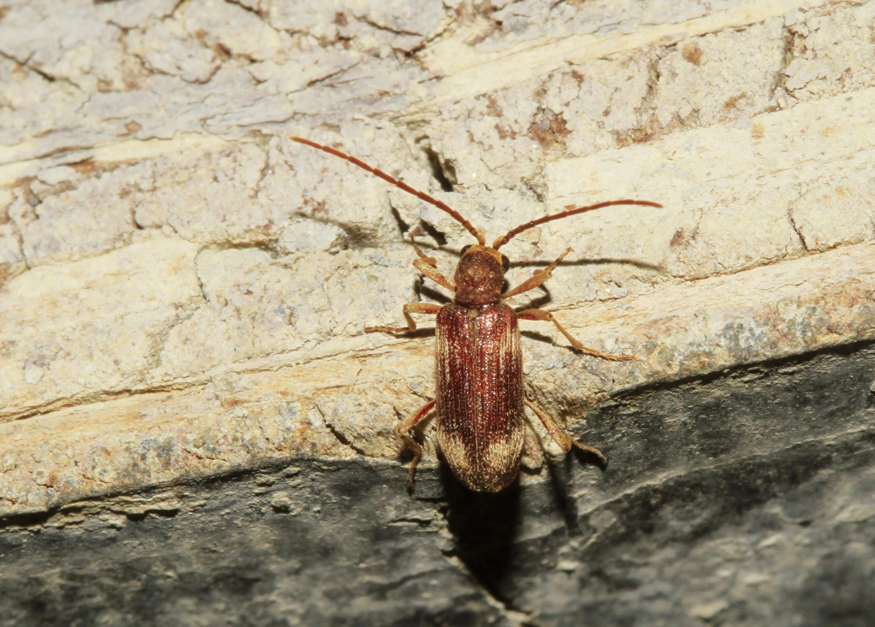 Притворяшка вор жук фото MacroID.RU - Ptinus fur (Ptinidae)