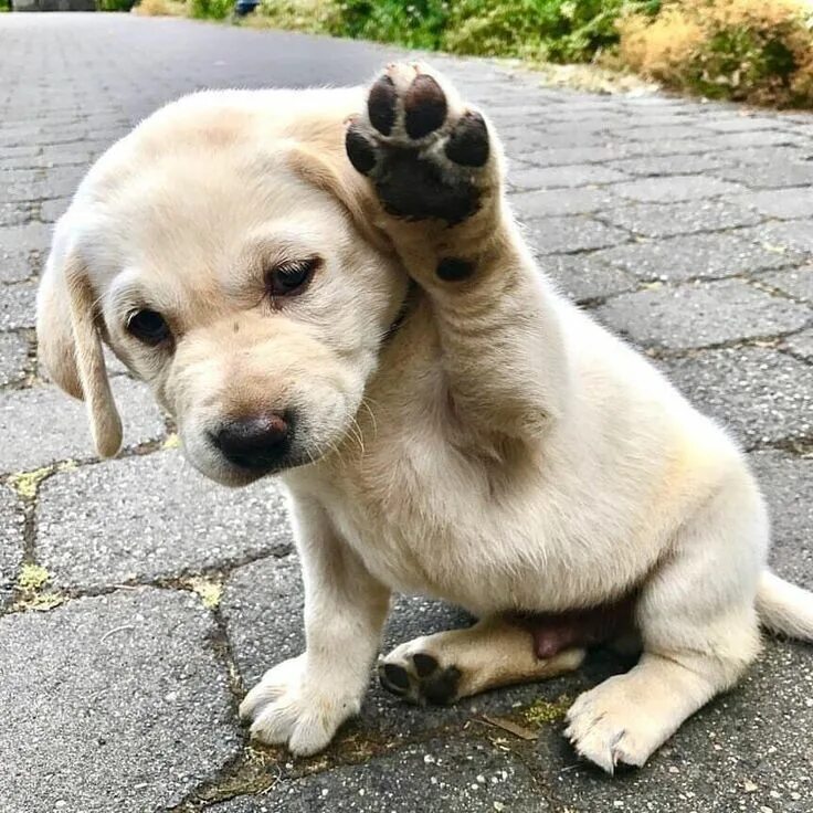 Привет животные картинки "Who's a good boye?" Cute baby dogs, Puppies, Funny animals