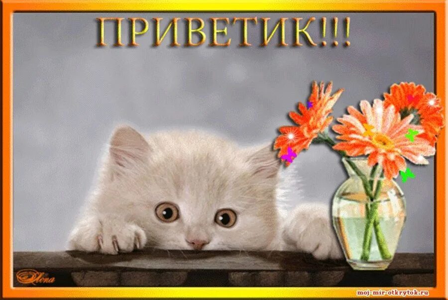 Привет животные картинки Afternoon chat. How was the work week? Tired? 2023 Жизнь.174 VK