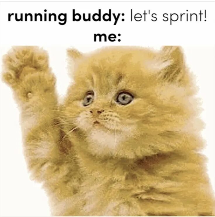 Привет животные картинки Pin by Denise ✨ on Silly kitty . Running buddies, Kitty, Animals