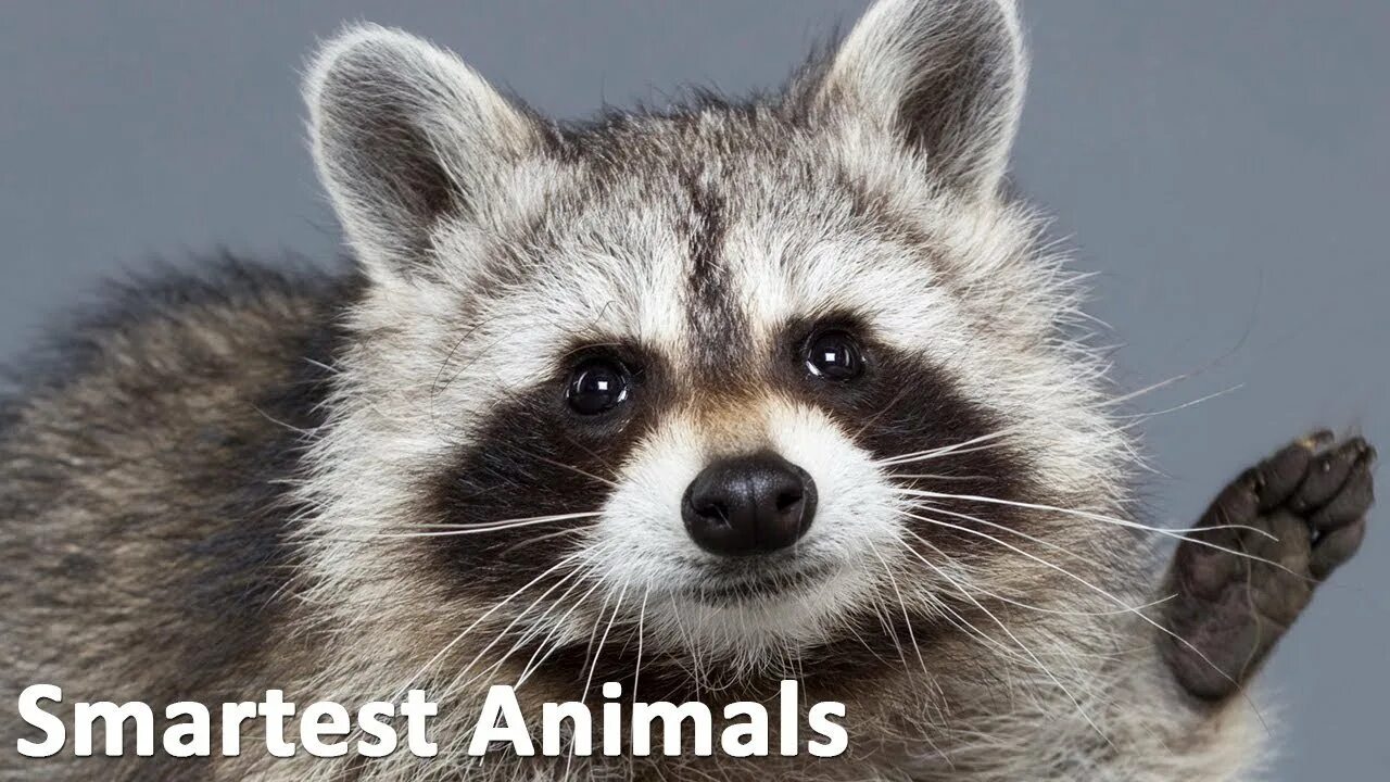 Привет животные картинки How Smart Are Raccoons? National Geographic Animals - YouTube