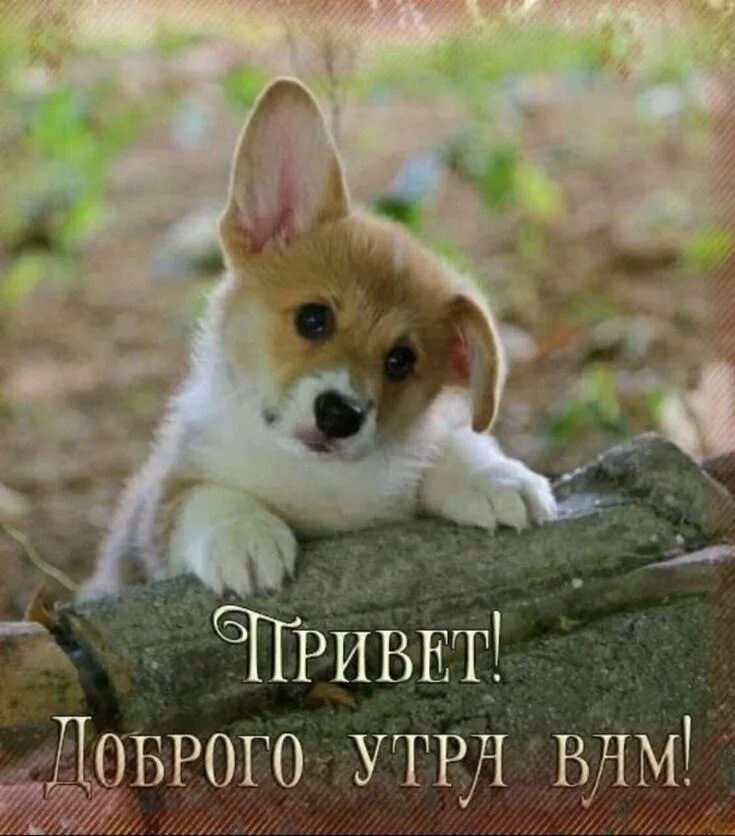 Привет животные картинки Pin on доброе утро Cute baby animals, Corgi dog, Cute puppies