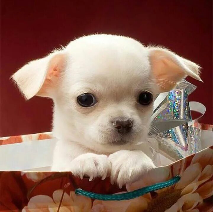 Привет животные картинки Pin by Michelle Garcia on ahhh sooo cute! Beautiful dogs, Cute chihuahua, Chihua