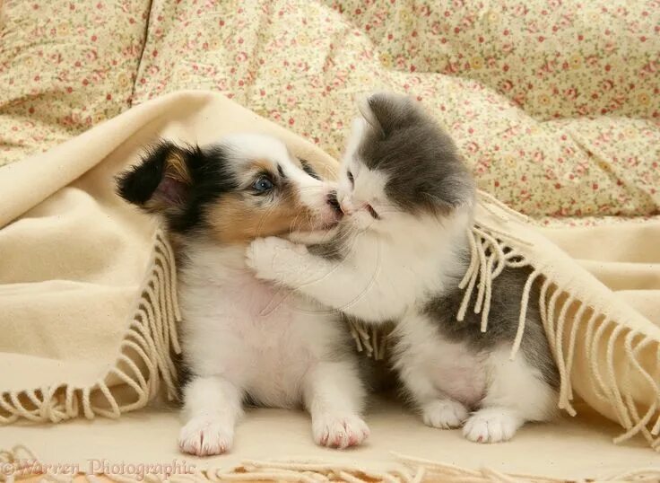 Приятная картинка с животным Pets: Playful kitten and Sheltie pup under a blanket photo Cuccioli di cani, Fot