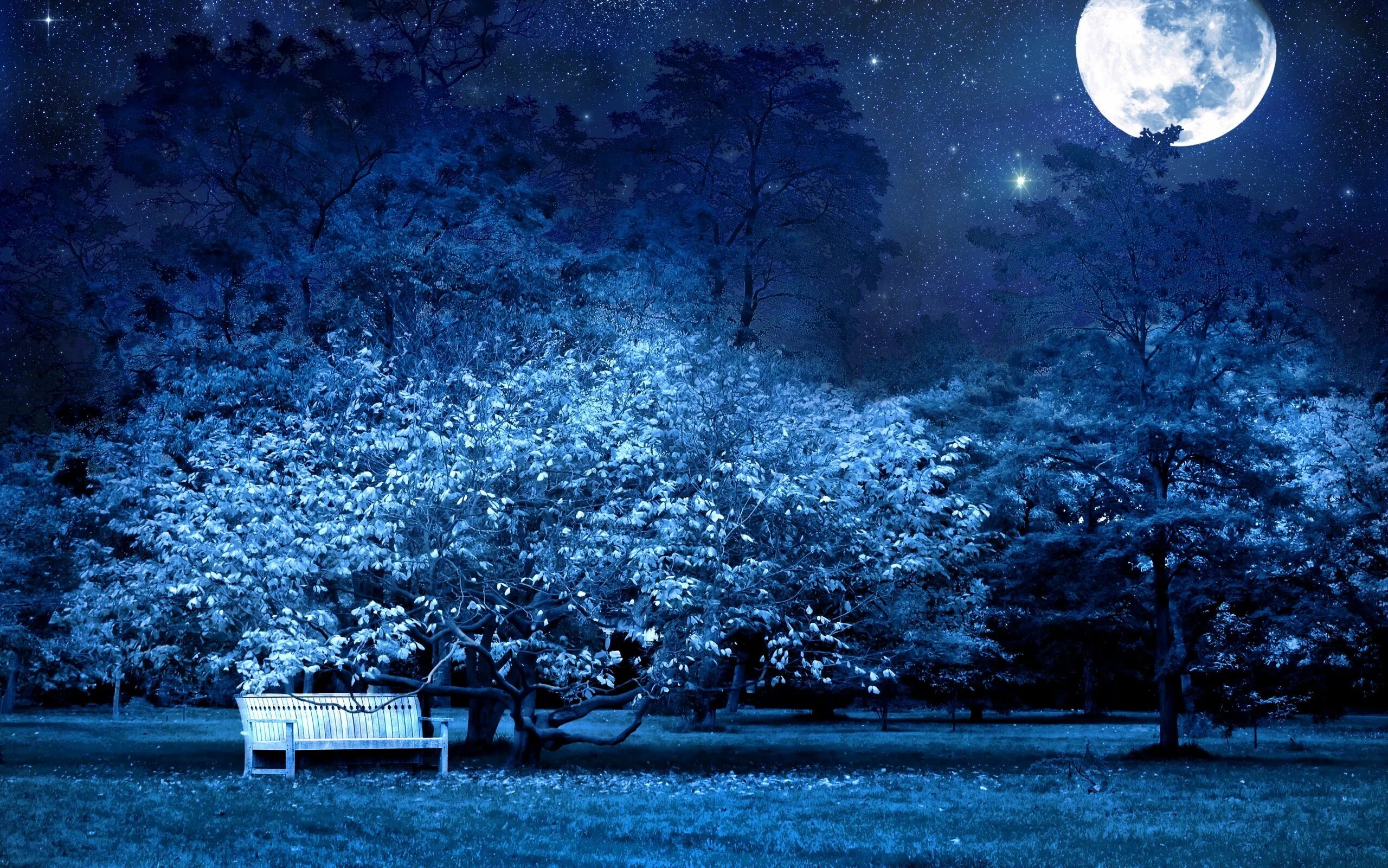 Приятная ночь фото Wallpaper nature, park, night, moon, tree, bench, secret HD Desktop ... Full moo