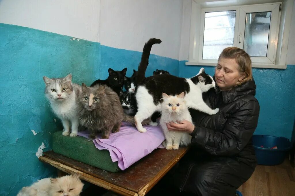 Приют для котят фото Благотворительная помощь, veterinary clinic, Lipetsk, Sergeya Yesenina Boulevard