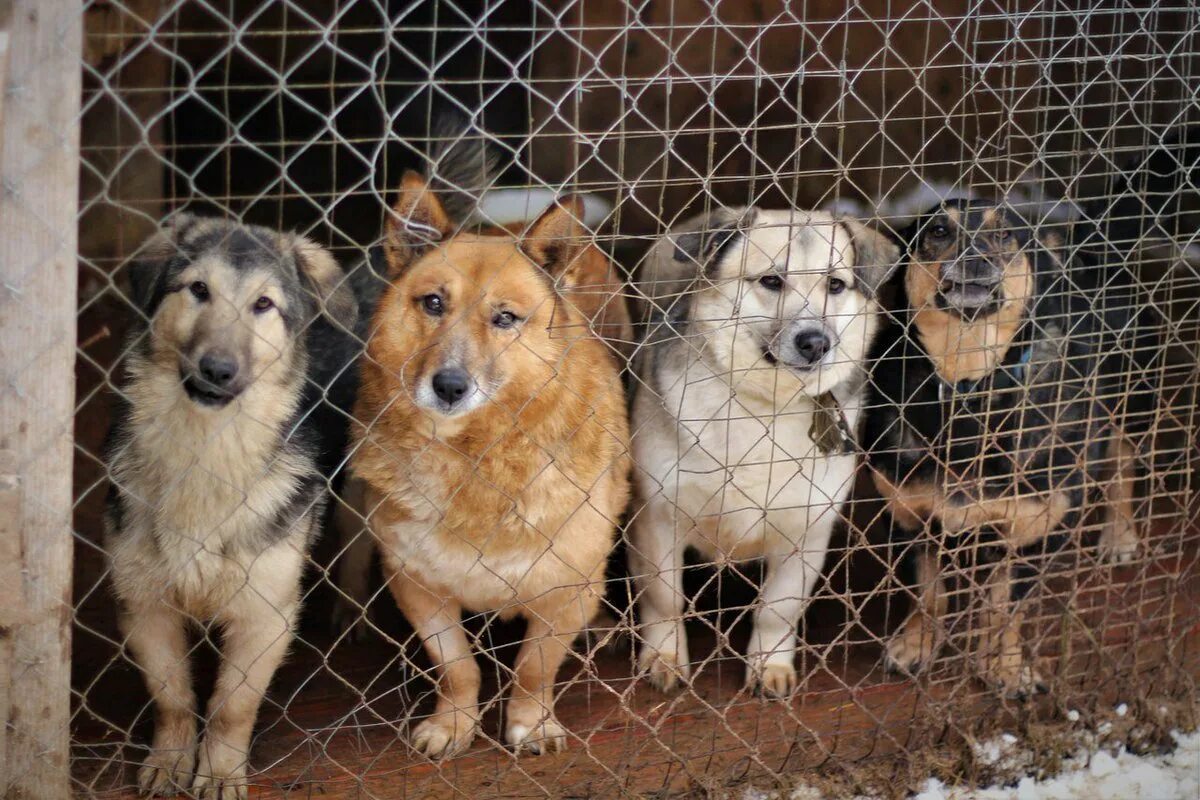 Приют для собак фото В 33 регионе все же появится приют для животных - МК Владимир