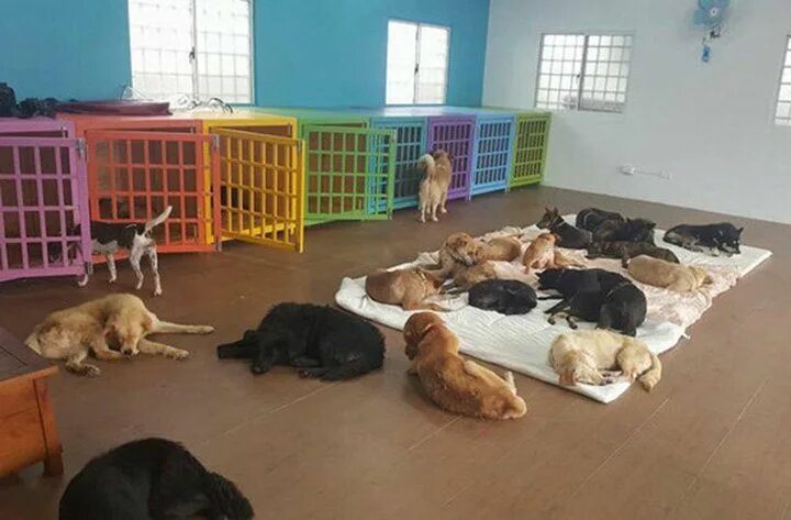 Приют для собак фото Perros durmiendo Perros durmiendo, Perros, Amantes de los perros