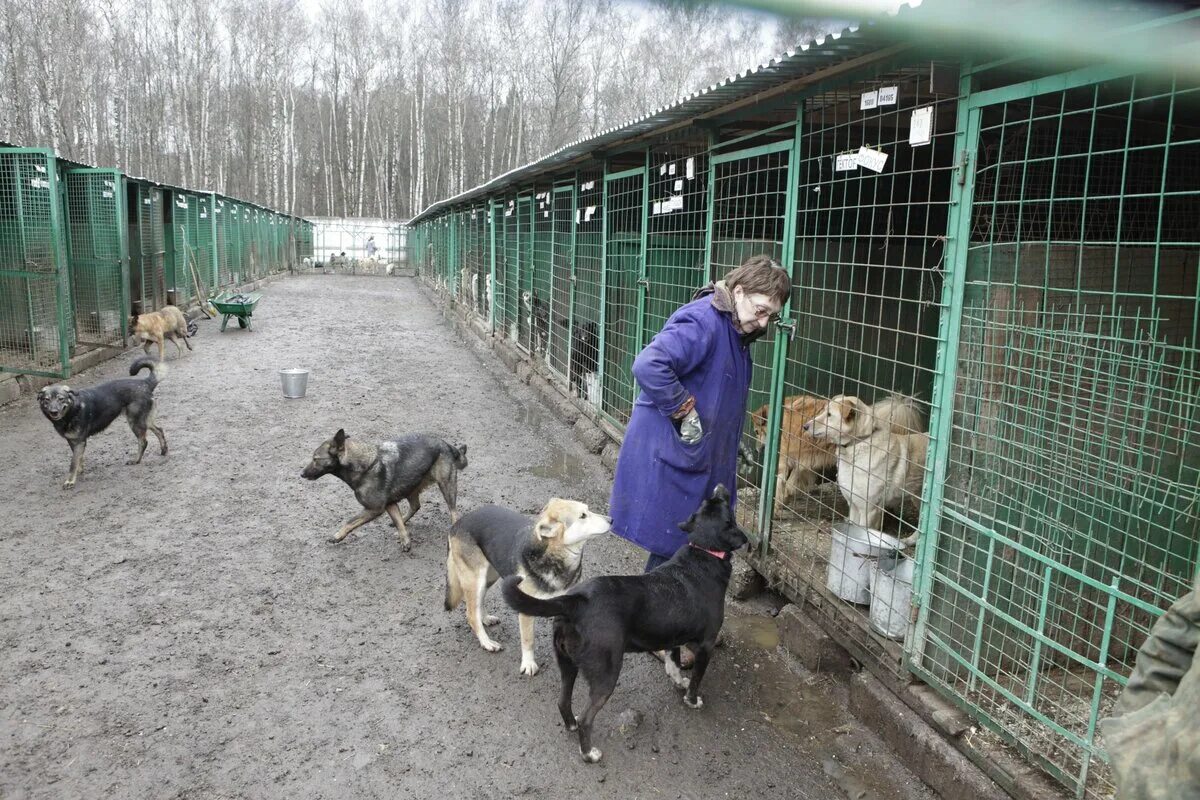 Приют для собак фото В ЗАО прошло собрание попечительского совета приюта для собак - Москва 24, 16.04