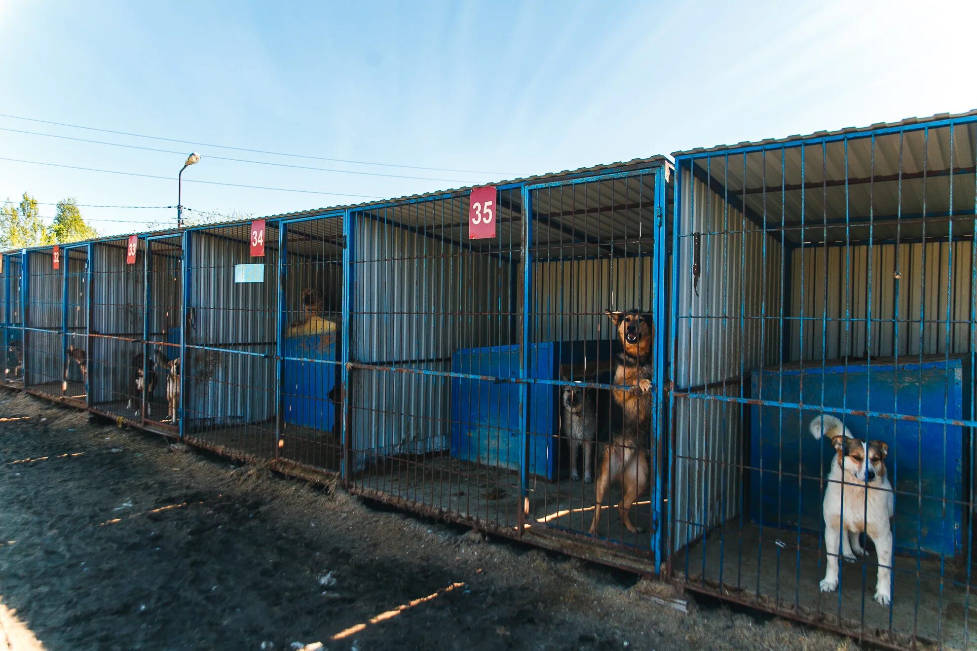 Приют для собак фото Приют для собак контакты