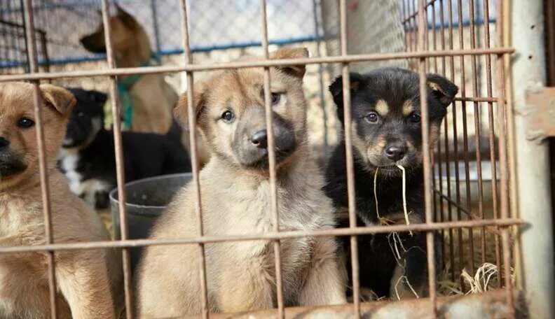 Приют для животных фото собак Bright Future Awaits 23 Dogs Saved From South Korean Dog Meat Farm - The Dodo