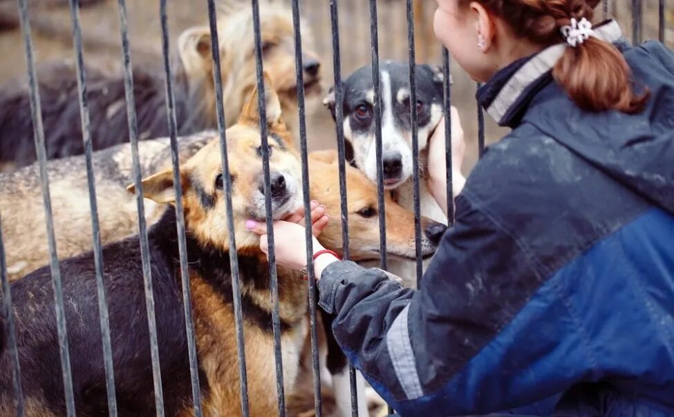 Приют для животных картинки Стоимость нового приюта для бездомных животных в Чебоксарах оценили в 80 млн. ру