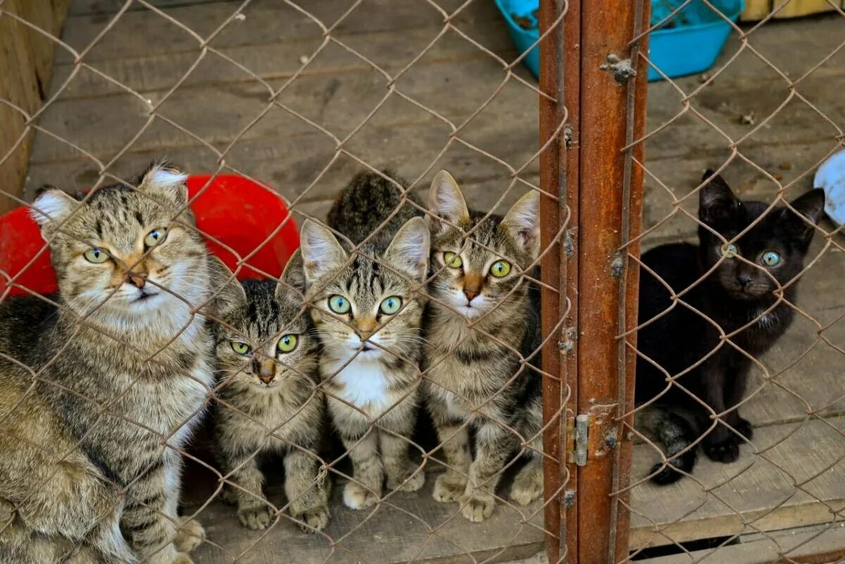 Приют для животных родниковая ул вл26 фото В Башкирии планируют поддержать приюты для животных