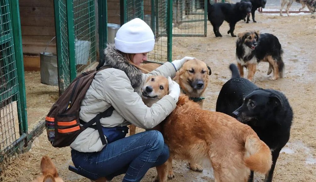 Приют для животных родниковая ул вл26 фото Владимир Бурматов: Штрафы за выброшенных животных надо отправлять на строительст