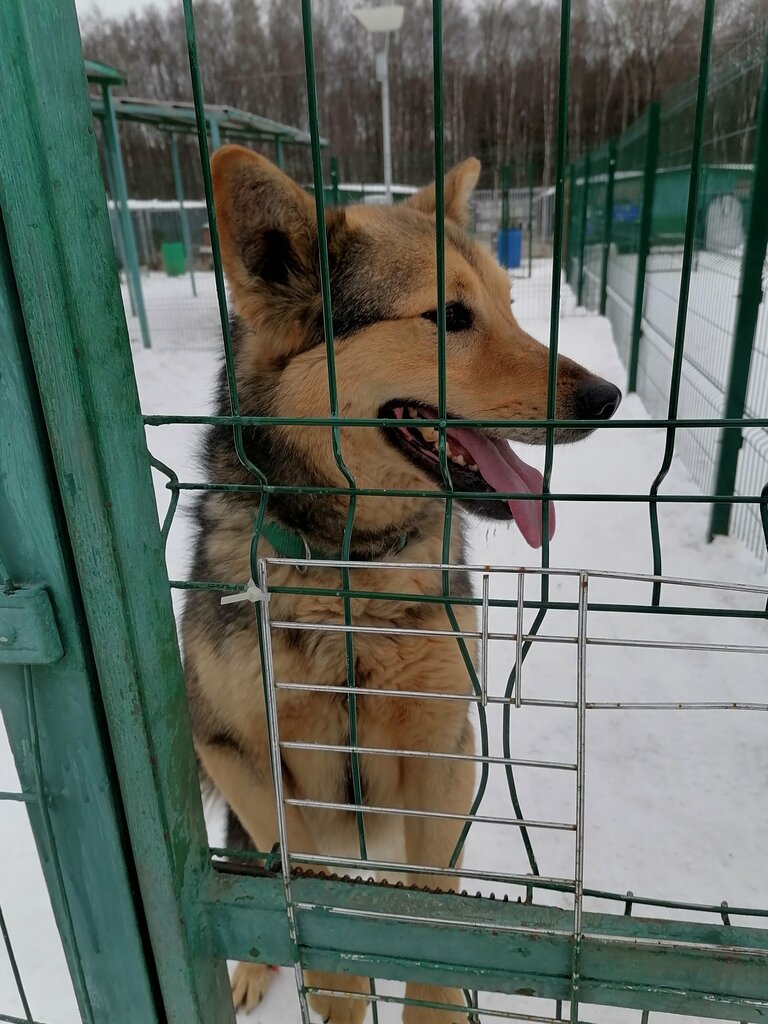 Приют для животных родниковая ул вл26 фото Грин, приют для животных, Родниковая ул., вл26, Москва - Яндекс Карты