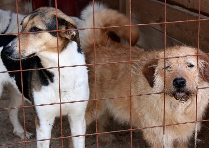 Приют для животных родниковая ул вл26 фото Нет нормальных ливневок: собачий приют затопило в Новой Москве - СМИ2