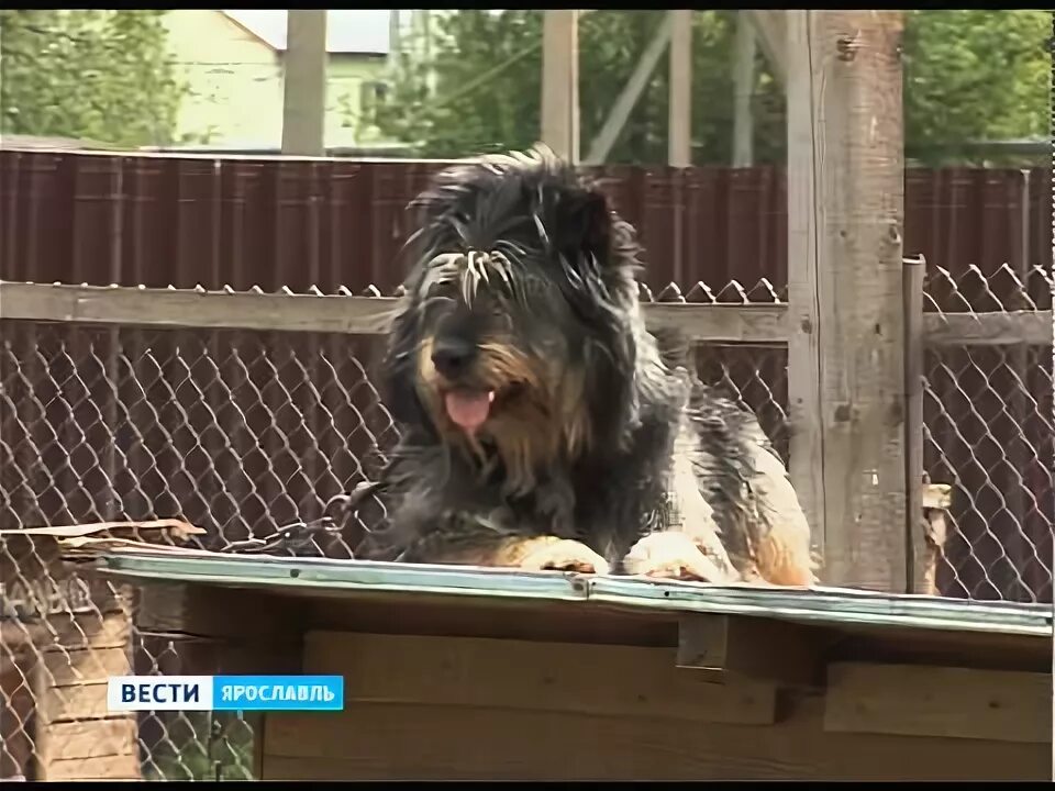 Приют ковчег ярославль заволжский район фото В приюте "Ковчег" торжественно открыли вольер для выгула собак - YouTube