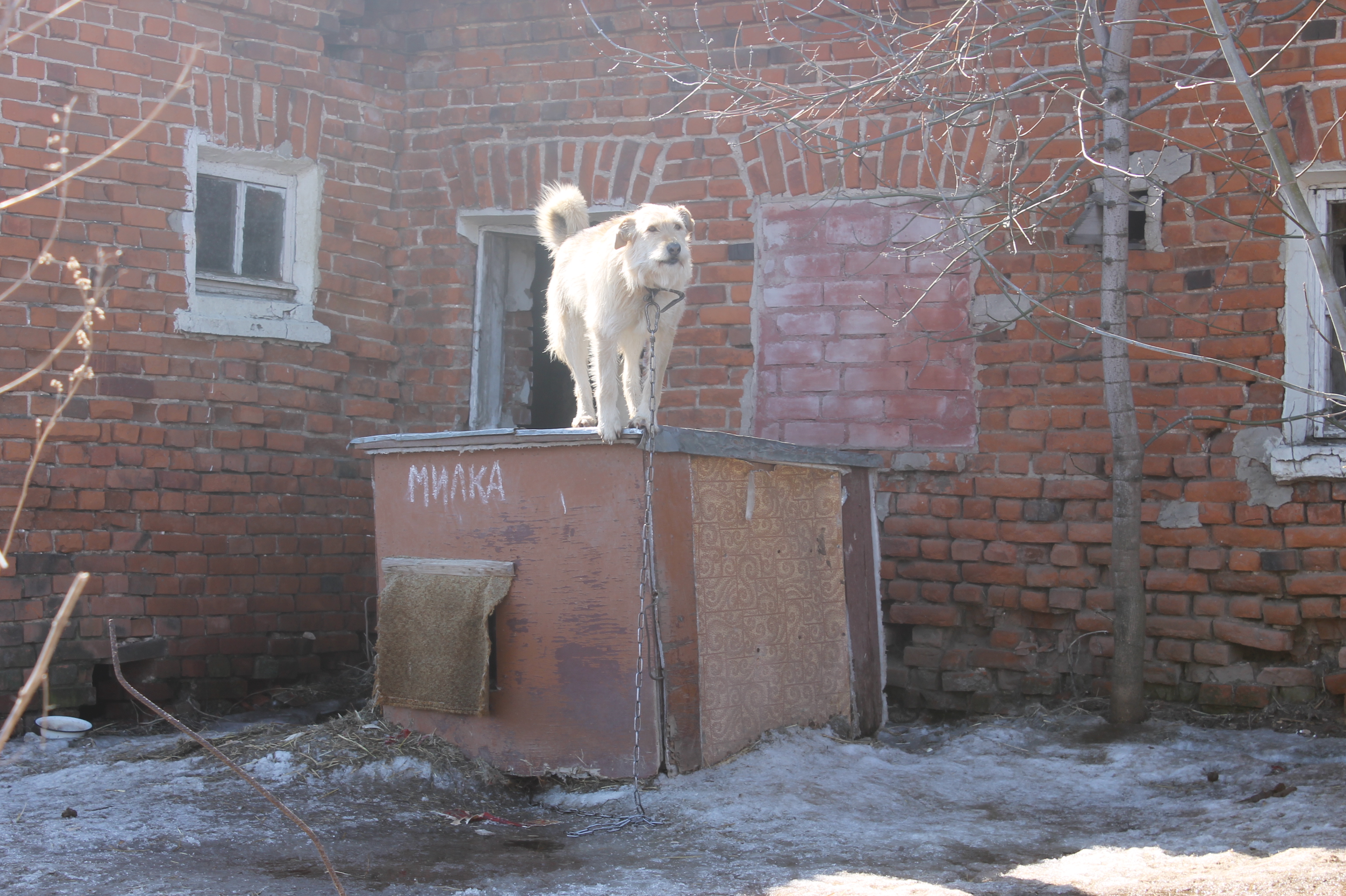 Приют ковчег ярославль заволжский район фото Приют для собак Ковчег в Ярославле бедствует: животные могут погибнуть