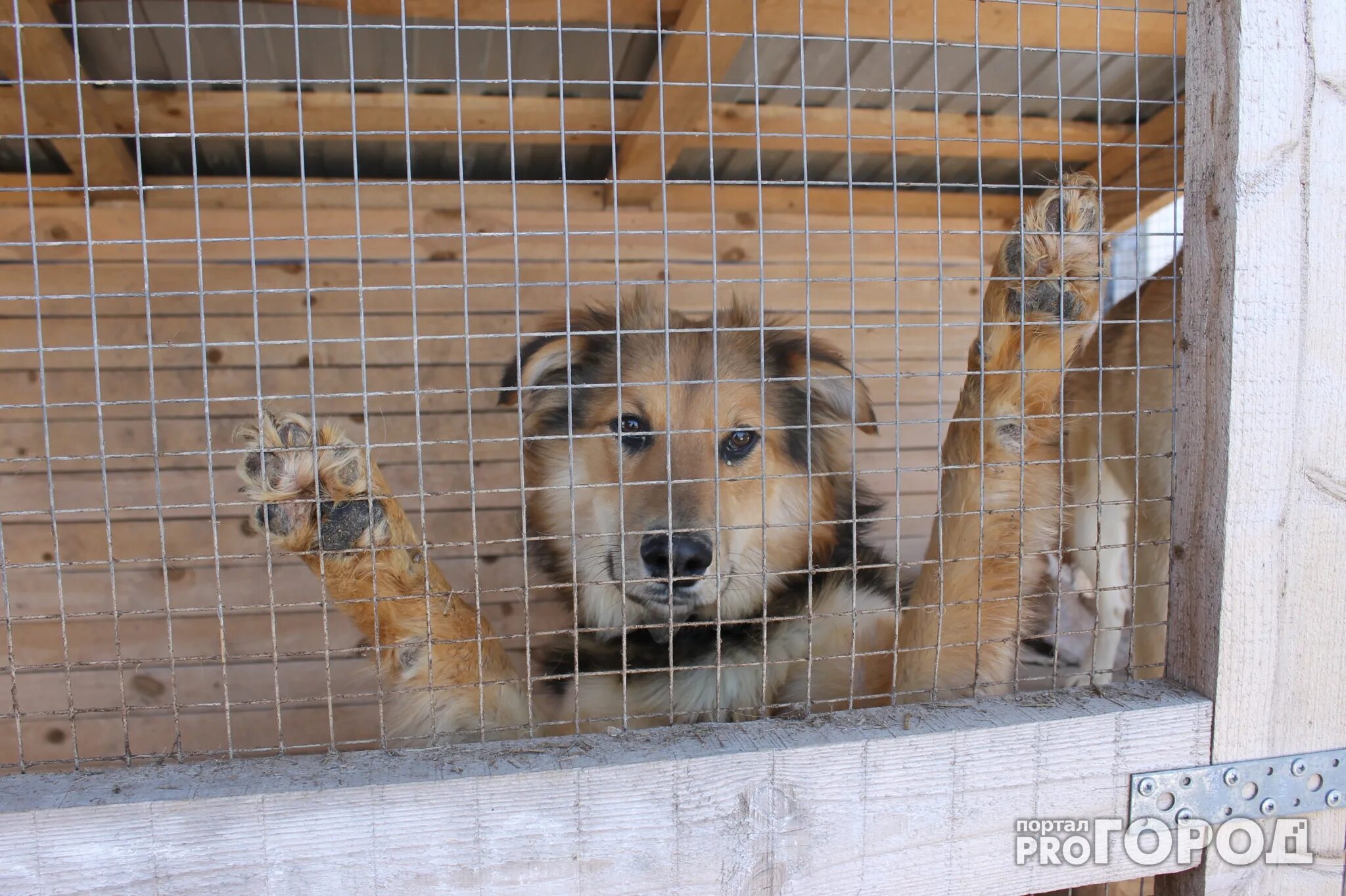 Приют ковчег ярославль заволжский район фото Акция "Помоги "Ковчегу"" от "Pro Города", приют для собак, помощь